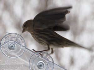 Finch sliding down sloped roof of feeder.