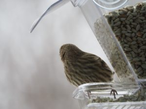 Finch at feeder, looking backwards.