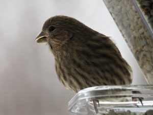 Close-up of finch with seed detritus on beak.