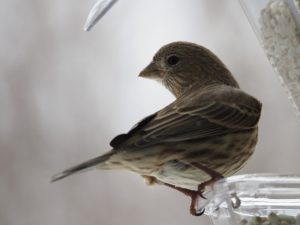 House finch with head twisted around.