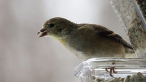 Goldfinch with seed hull in beak.