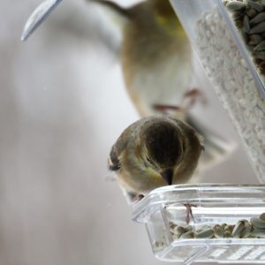 Goldfinch at feeder with blur of another arriving bird in background.