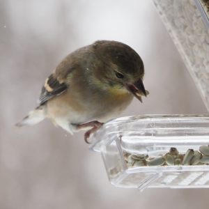 American goldfinch with single seed in beak.