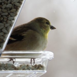 American goldfinch staring dreamily off into the distance.