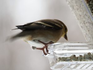 American goldfinch perched on window feeder.