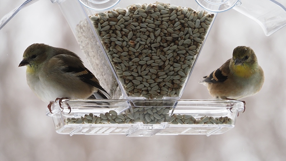 Two American goldfinches at ends of window feeder.