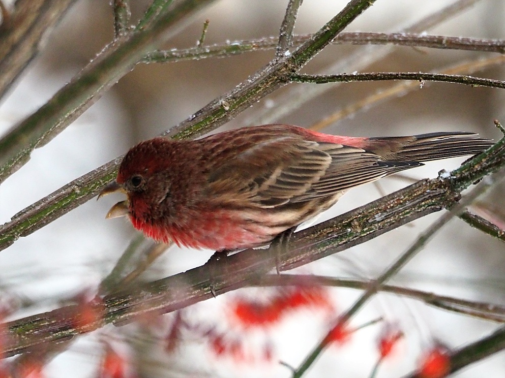 Male house finch in flame bush