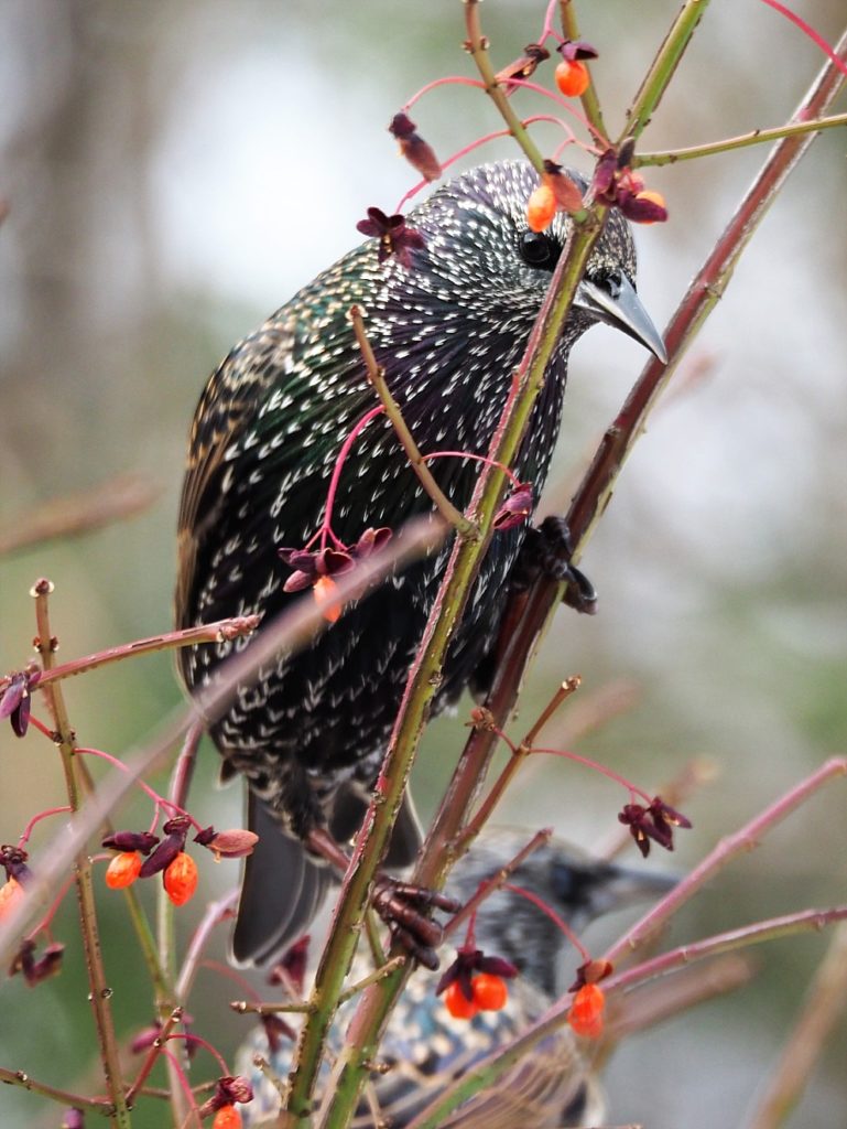 European starling in bare branches of flame bush