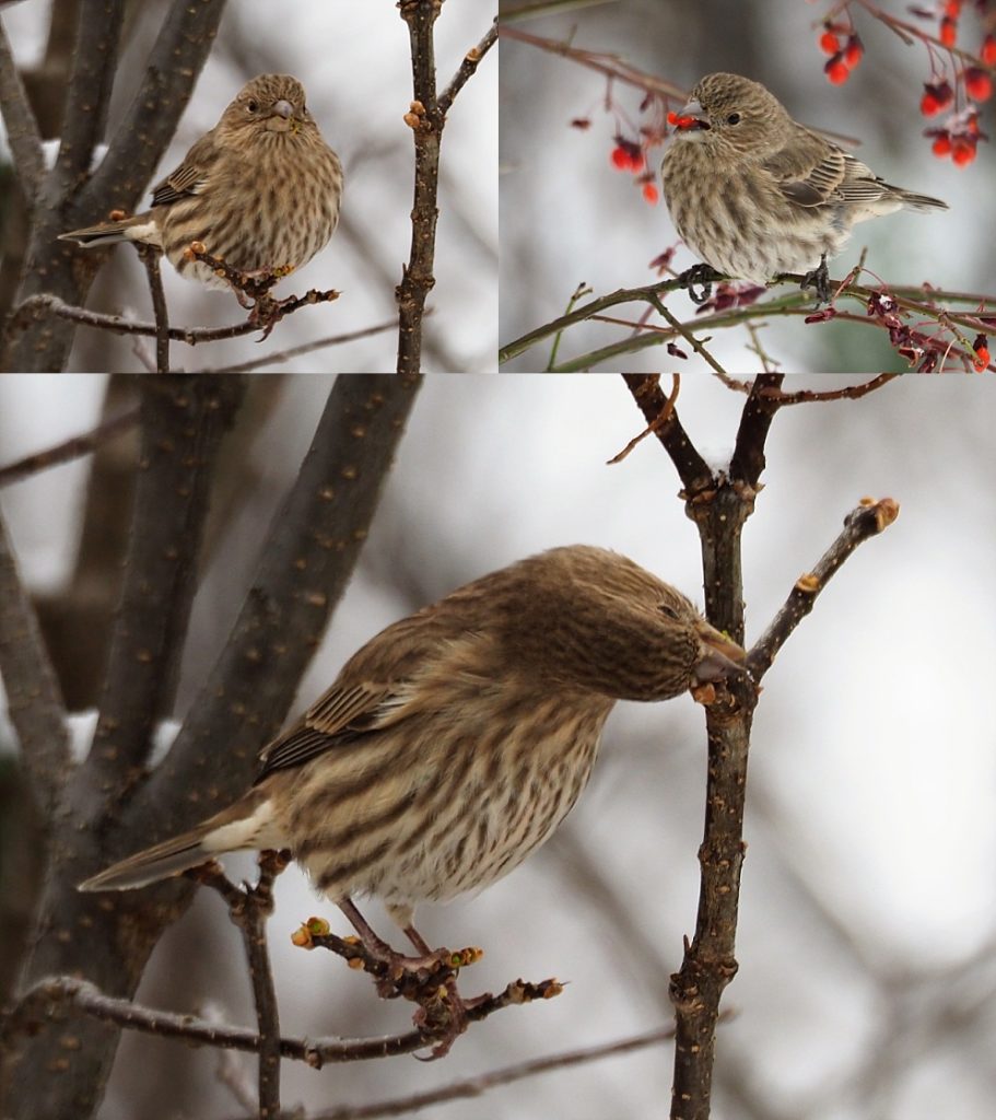 House ficnhes eating berries and leaf buds