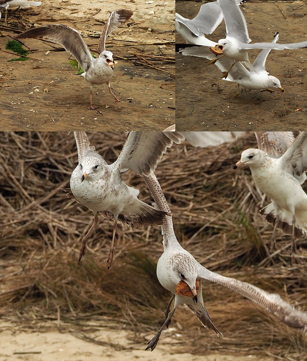 3-photo collage of gulls chasing stale bread