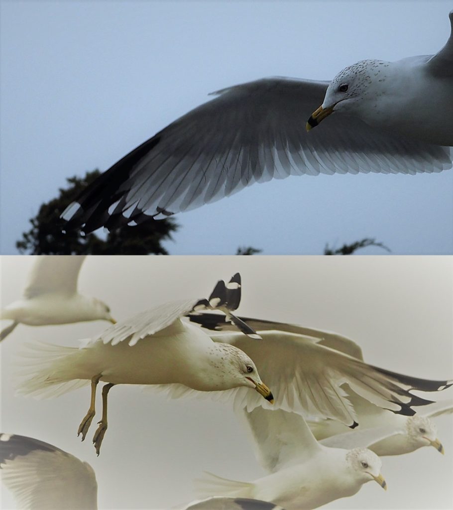 2-photo collage of striking gulls