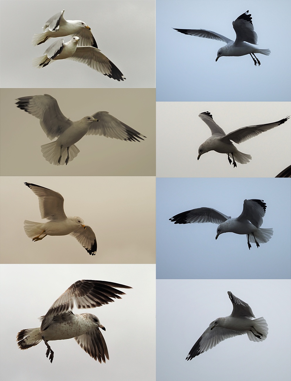 8-photo vollage of gulls aloft