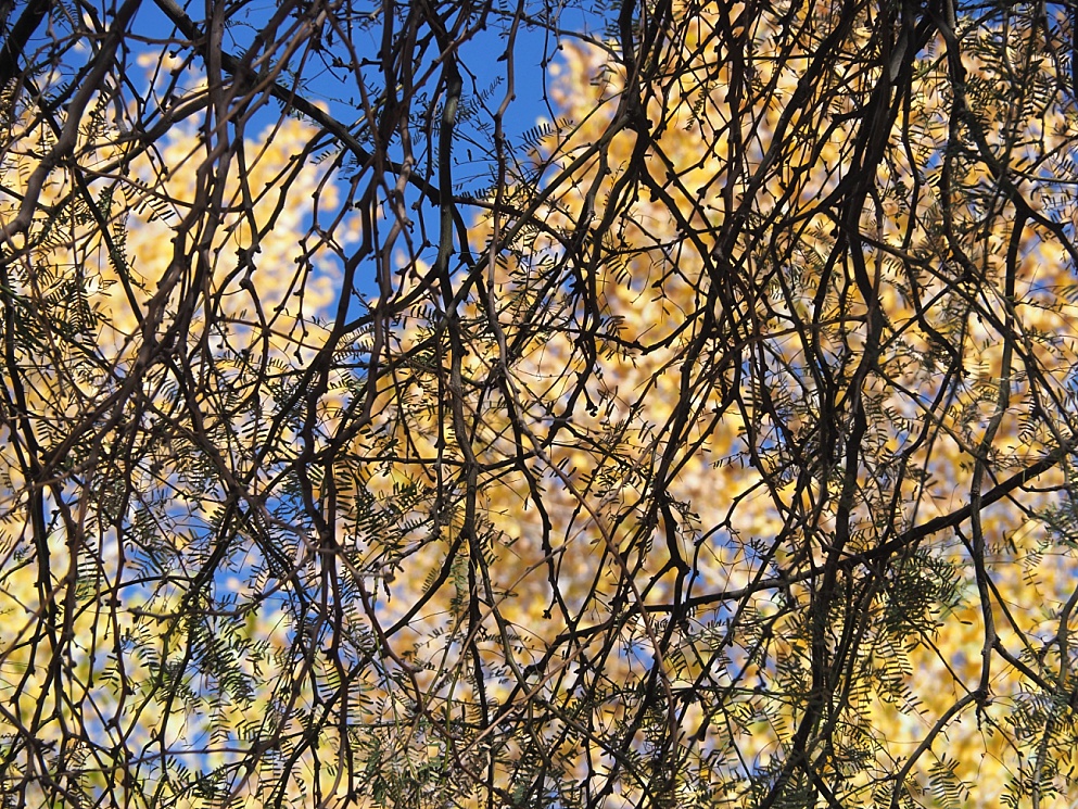 Silhouette of bare branches, backed by yellowed autumn leaves.