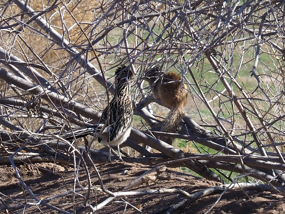 Road runner and ground squirrel, posing together.