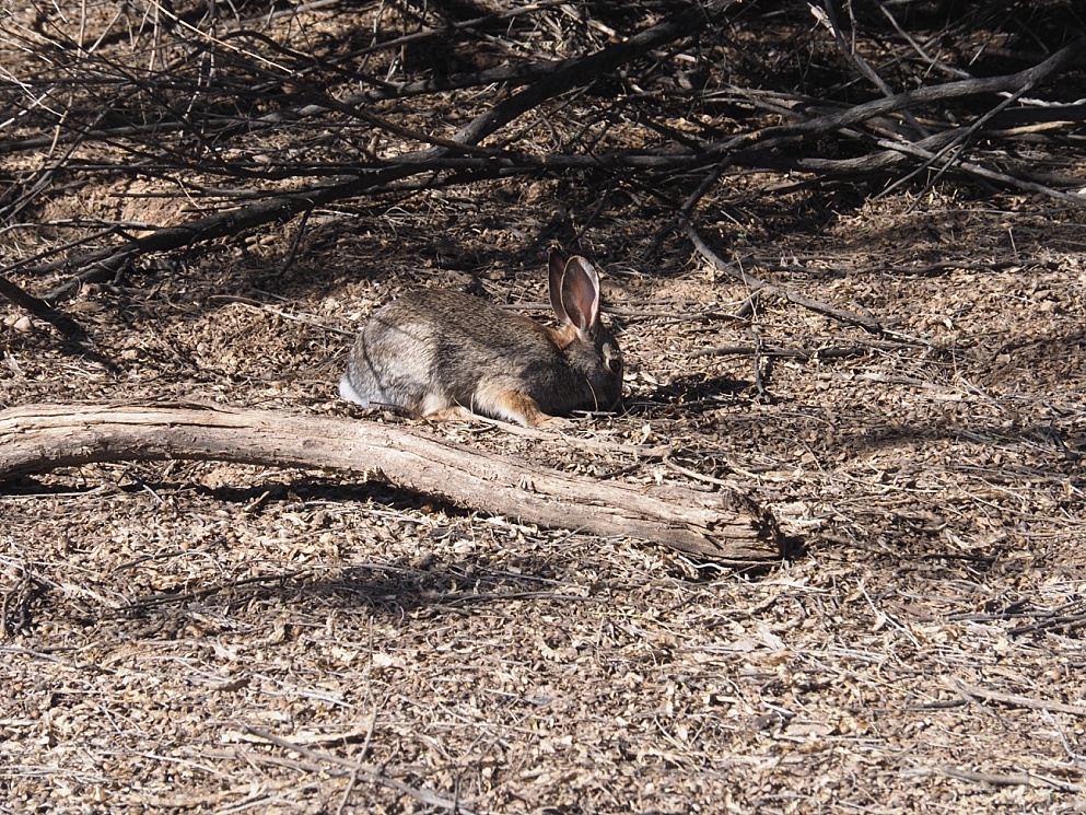 Desert cottontail, head down, munching.