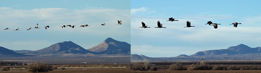 Sandhill cranes in linear flying formations