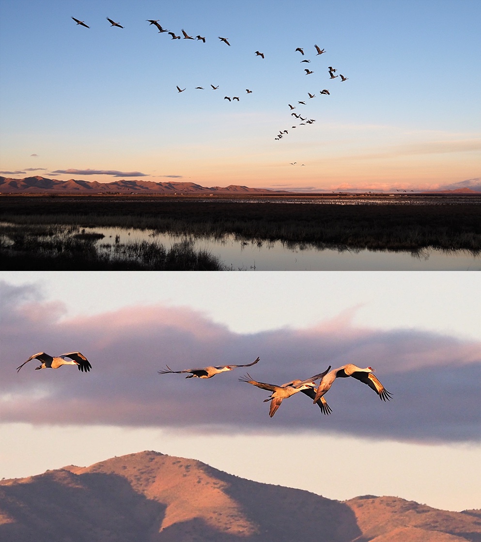 2-photo collage of sandhill cranes flying at sunrise