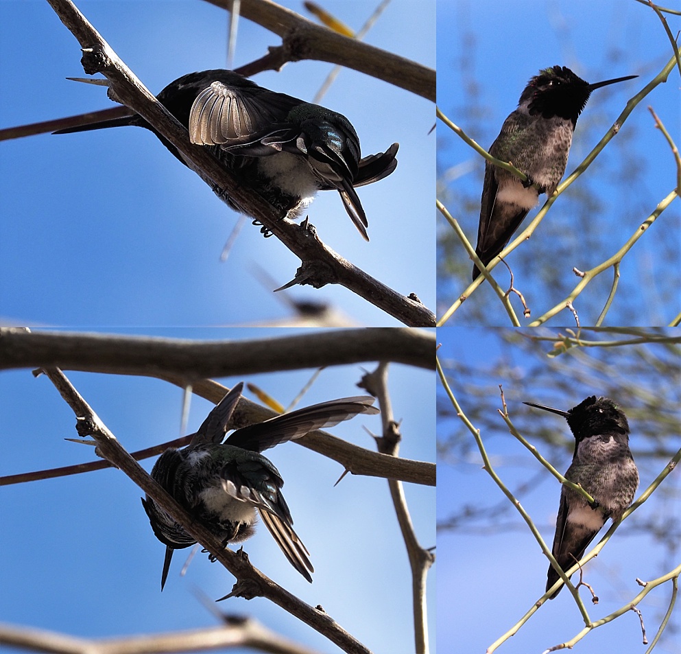 4-photo collage of Anna's hummingbird perched and preening in tree
