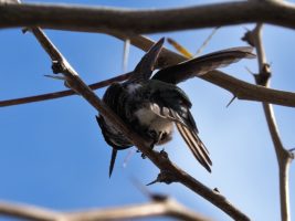 Anna's hummingbird perched, with wings spread