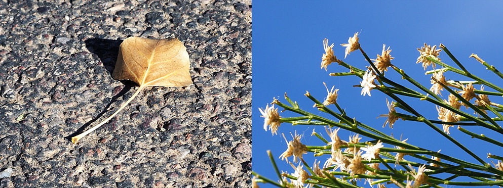 2-photo collage of dry leaf and flowering bush