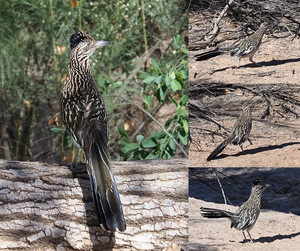 4-photo collage of roadrunners taken with short lens