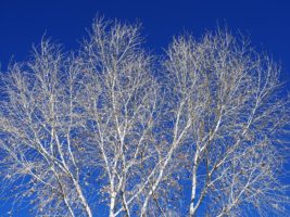 Cottonwood tree, bare of leaves