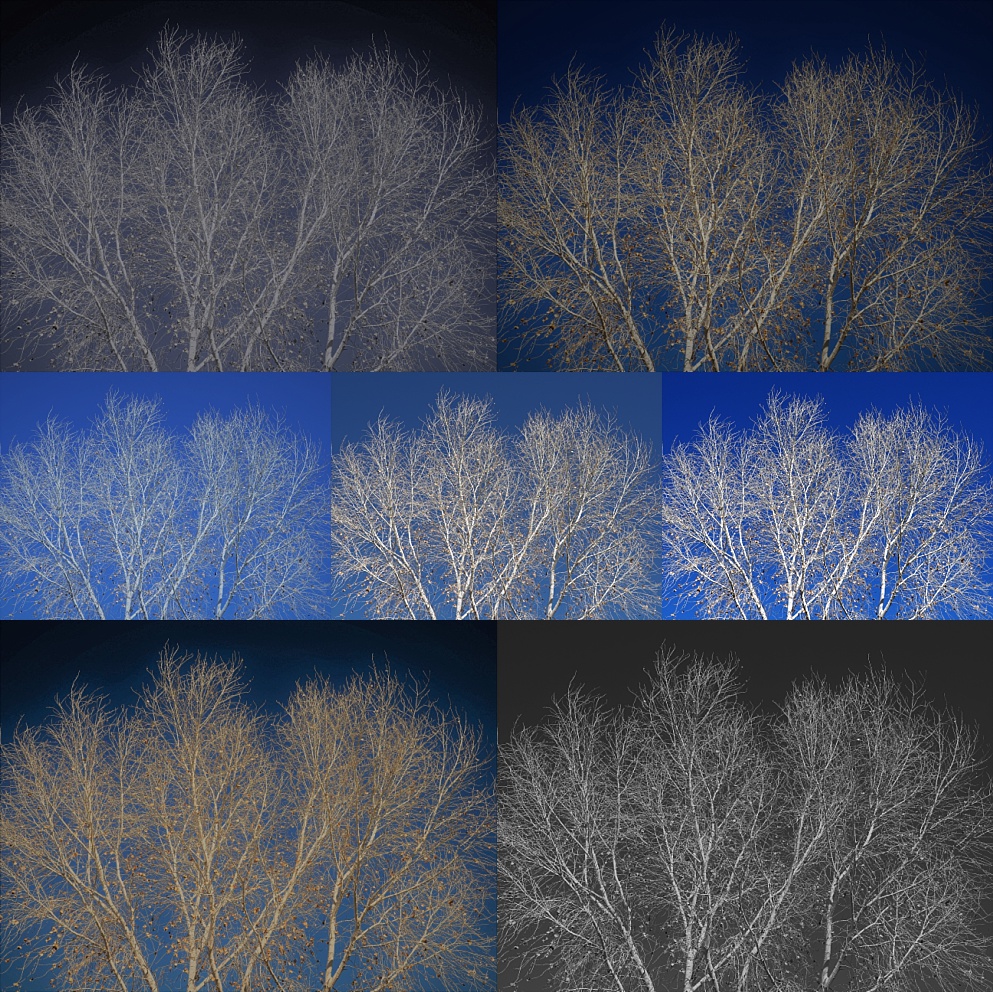 Collage of cottonwood photo, with 7 filters