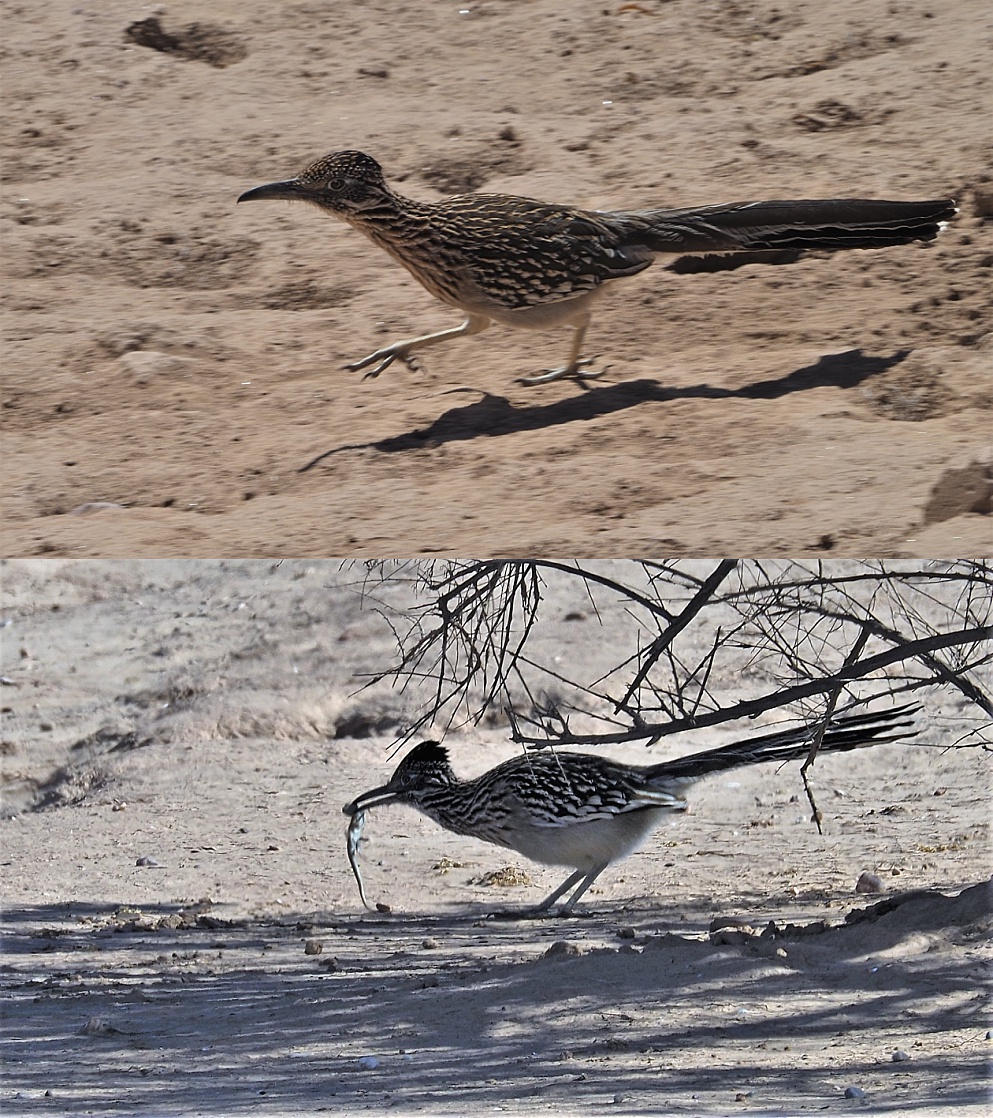 2-photo collage of roadrunner with lizard in beak