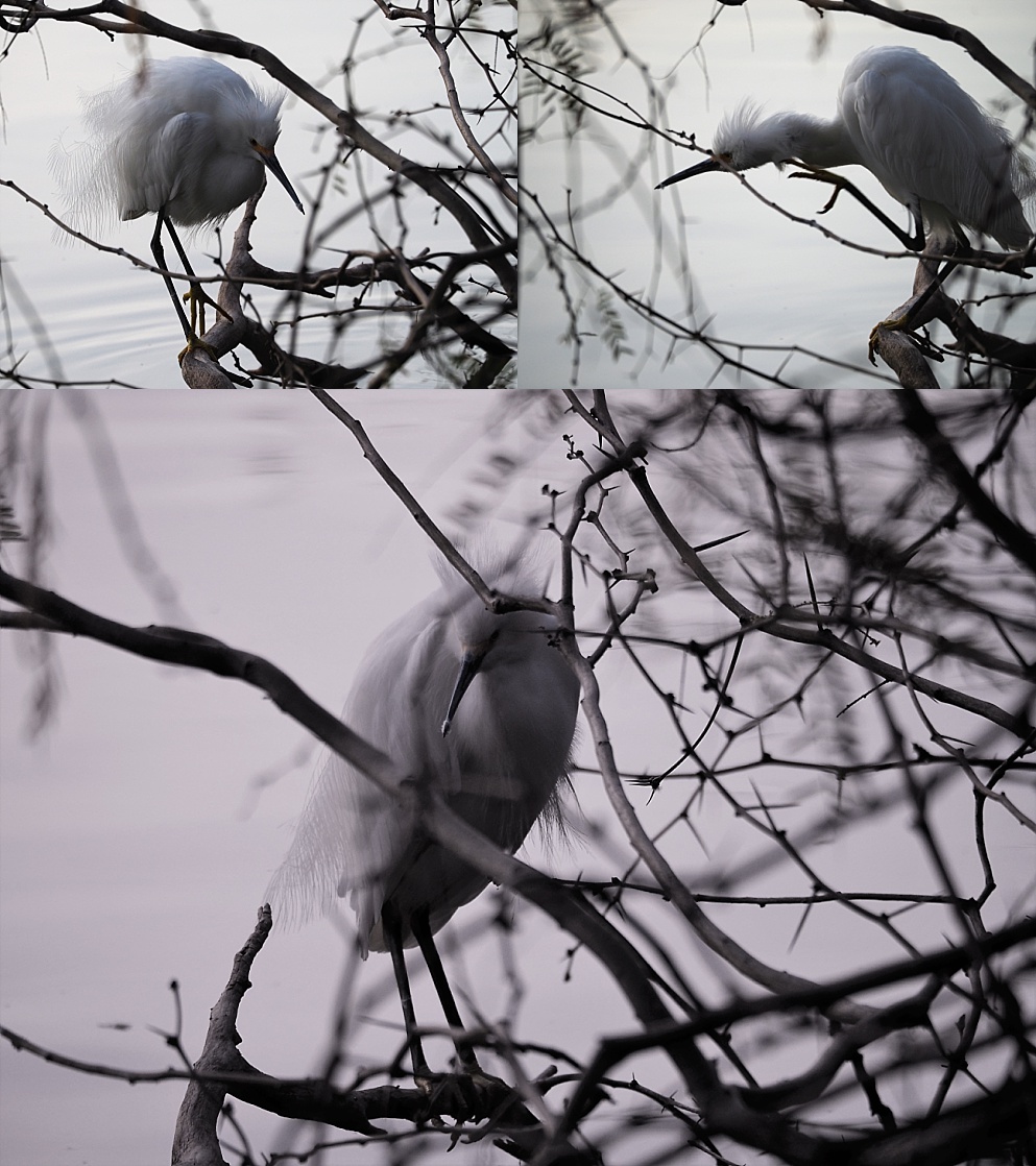 3-photo collage of snowy egret lurking under bare branches