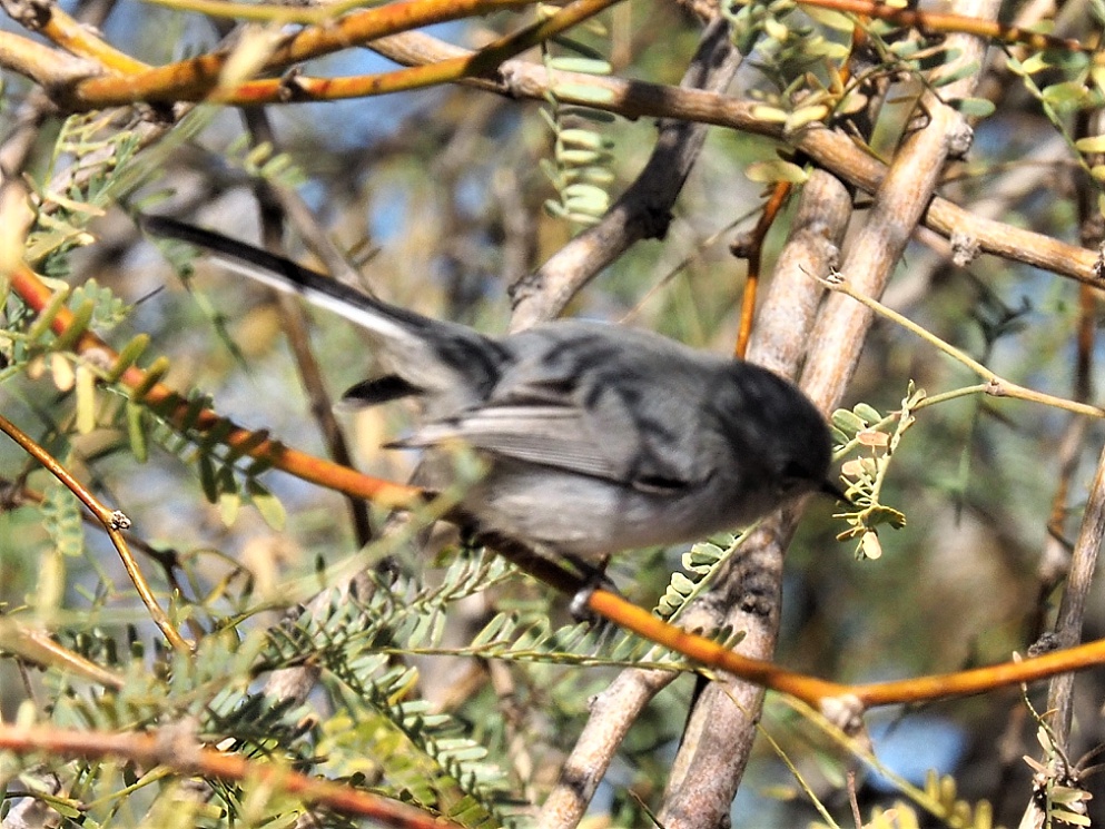 Fuzzy photo of jumpy black-tailed gnatcatcher