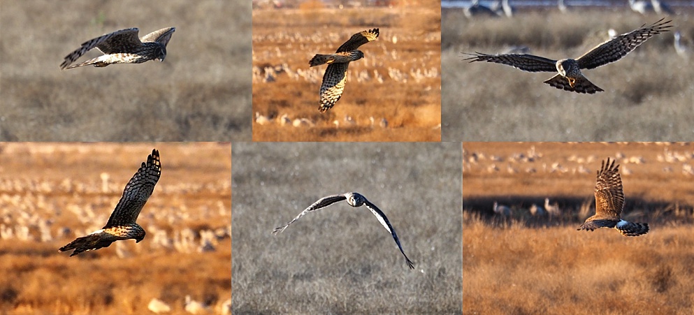 6-photo collage of northern harrier at Whitewater Draw.