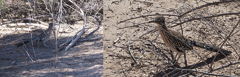 2-photo collage of roadrunners lurking under cover