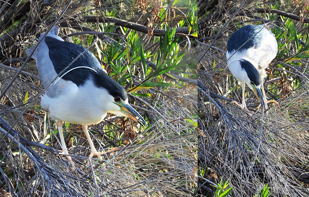 2-photo collage of black-crowned night heron
