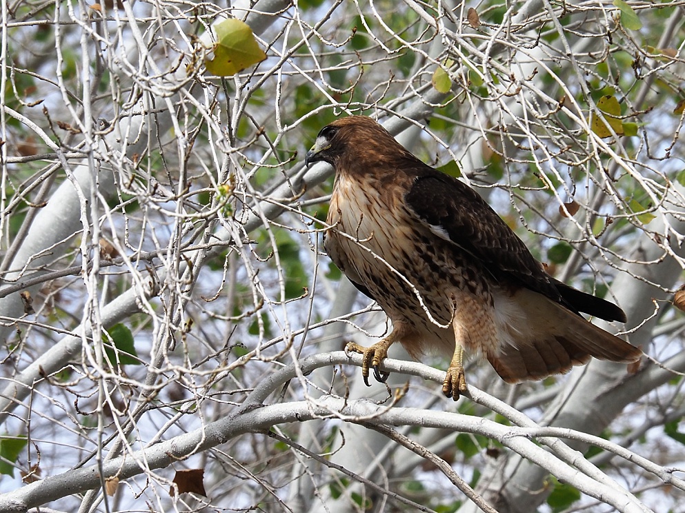 Close-up of juvenile red-tail hawk