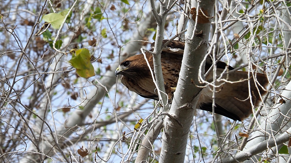 Juvenile red-tail hawk balancing on branch in gusty winds