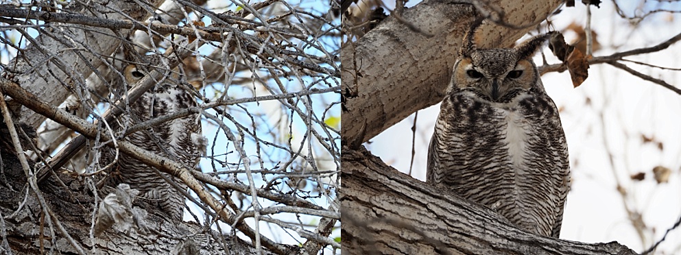 Great horned owl resting on a branch