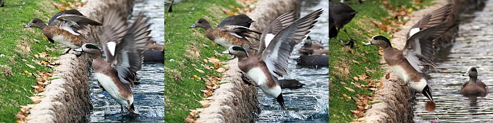 3-photo collage of American wigeons walking up a pond wall