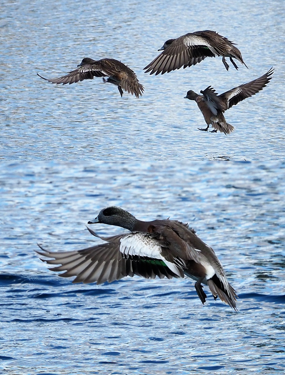 2-photo collage of American wigeons in short-haul flight