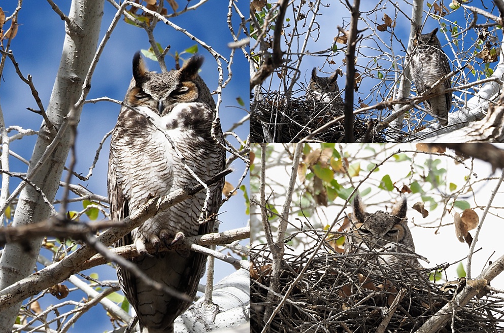 Pair of great horned owls on nest