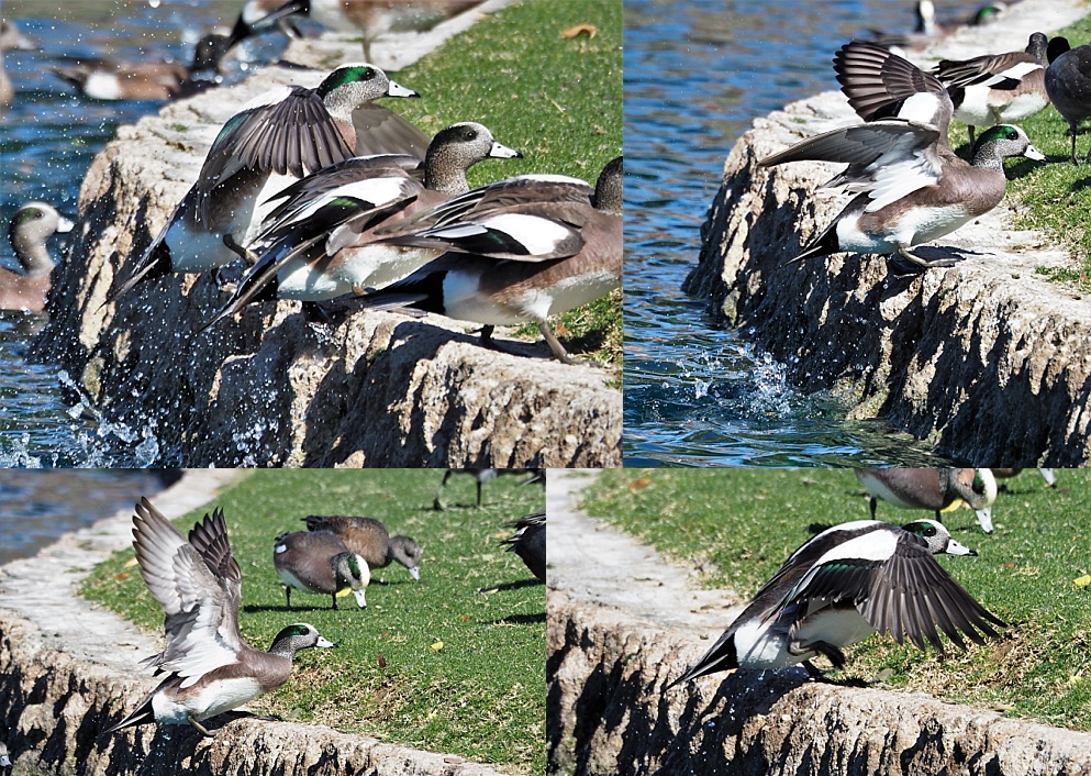 4-photo collage of American wigeons