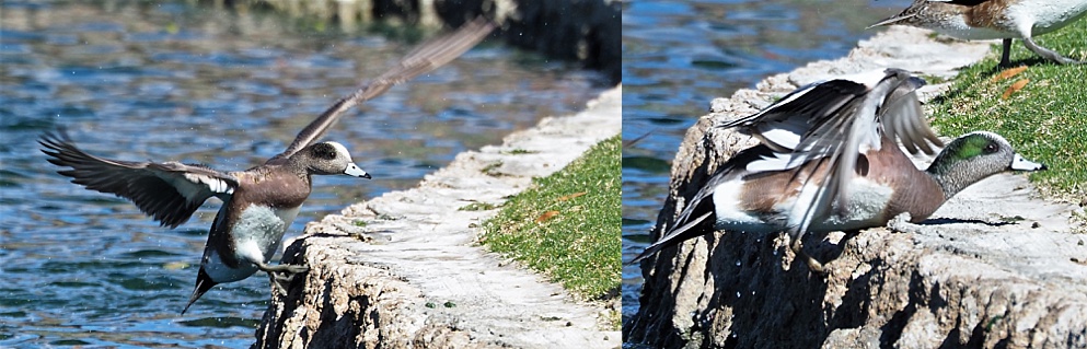 2-photo collage of American wigeons landing on pond retaining wall