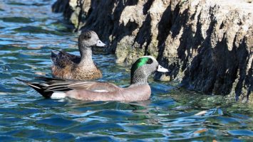 American wigeons in pond, at base of wall