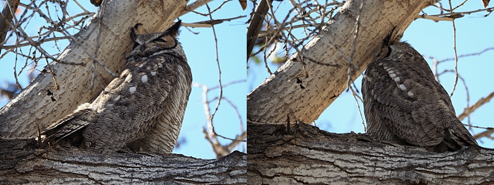 Great horned owl snoozing on a branch