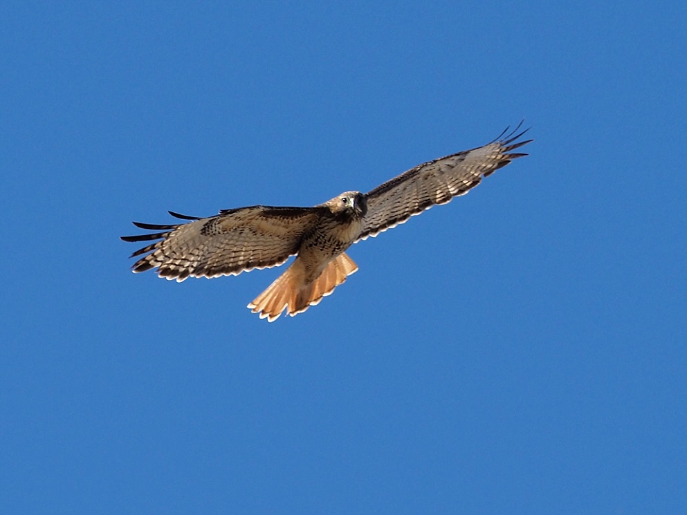 Shot of red-tail hawk from underneath