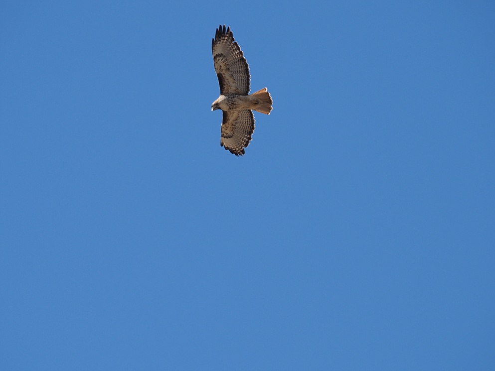 Out-of-focus shot of red-tail hawk overhead