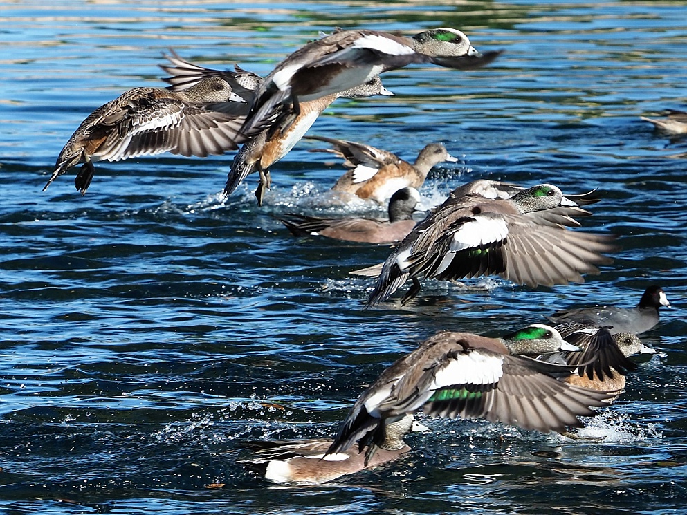 Several American pigeons in flight