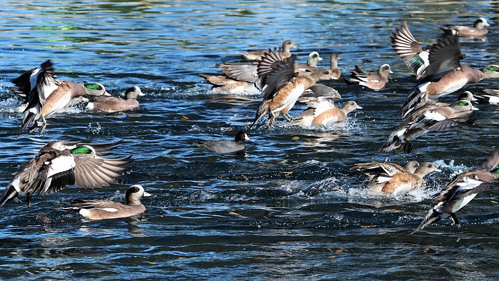 American wigeons in water and in air