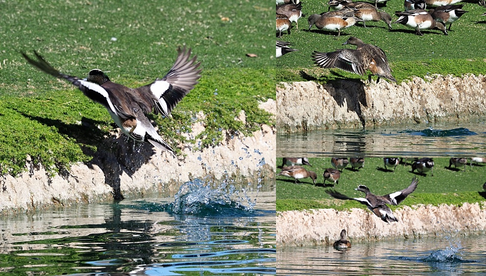 Collage of American wigeons launching off water