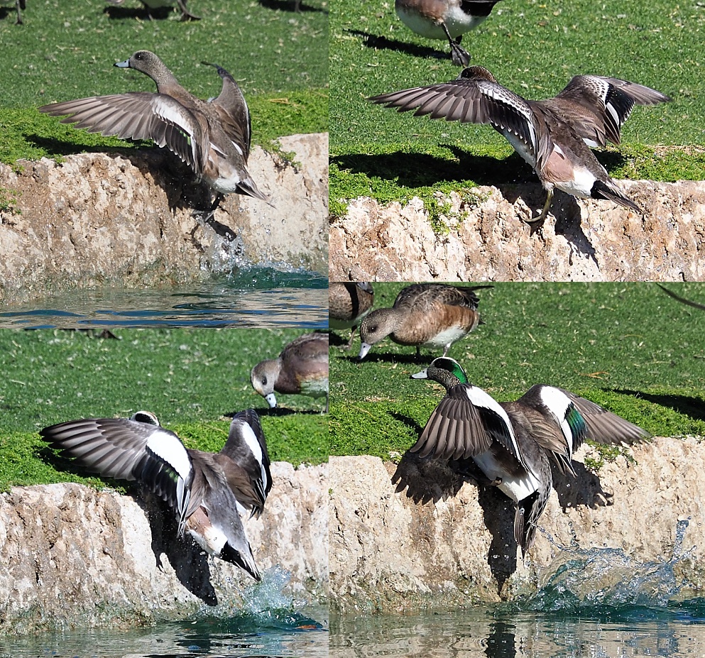 4-photo collage of American wigeons levitating out of pond