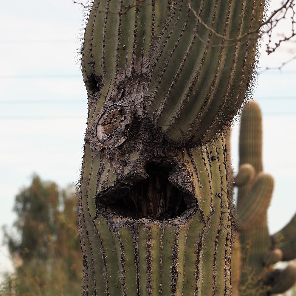 Serendipitous face on saguaro cactus